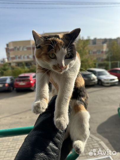 Кошка