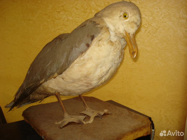 Чучела животных