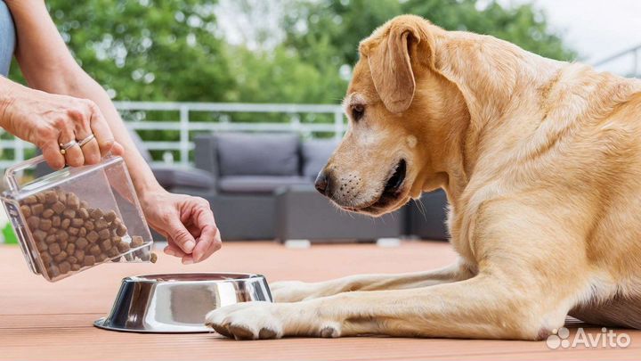 Сухой корм для собак крупных пород
