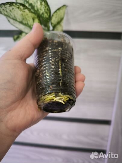 Аглаонема ферст даймонд