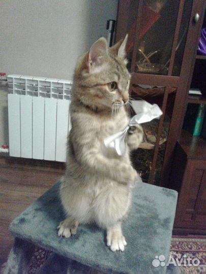 Котенок (4,5 месяца, девочка)