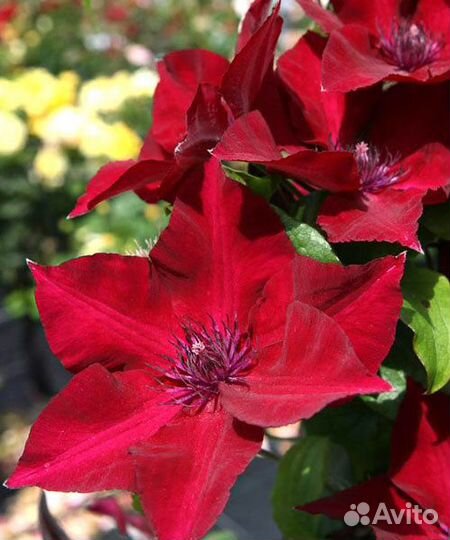 Клематис Перида