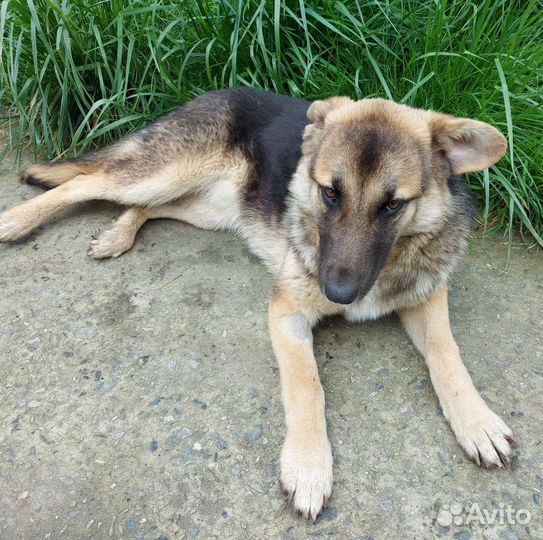 Собака в добрые руки