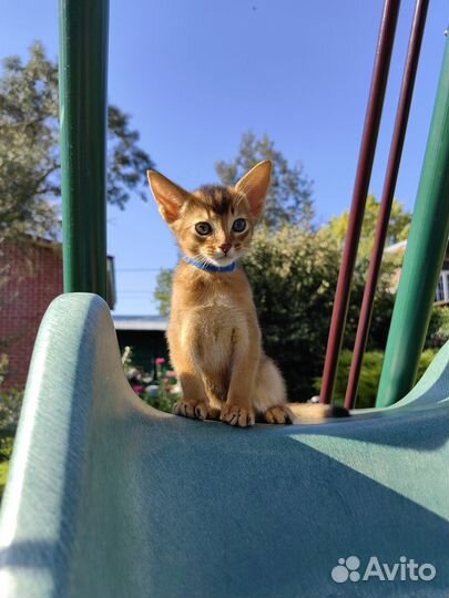 Абиссинские котята