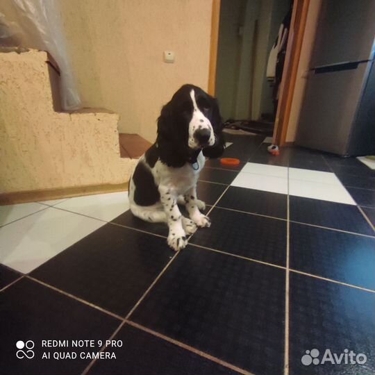 Русский спаниель