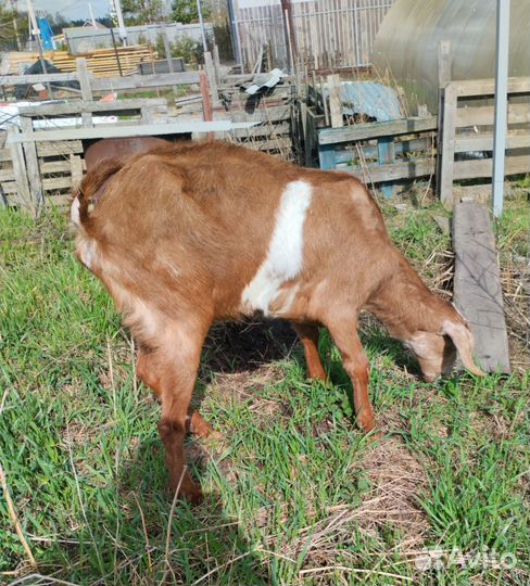 Козы дойные, козел