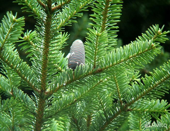 Саженцы Пихты