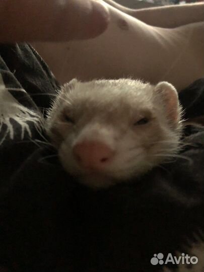 Хорьки с клеткой