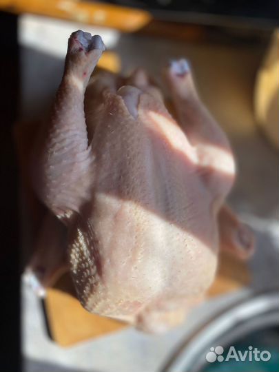 Домашние бройлеры