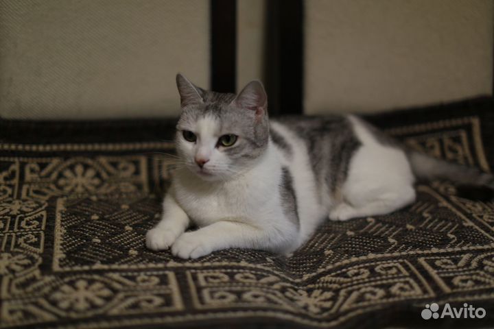 Кошечка 3 года в добрые руки