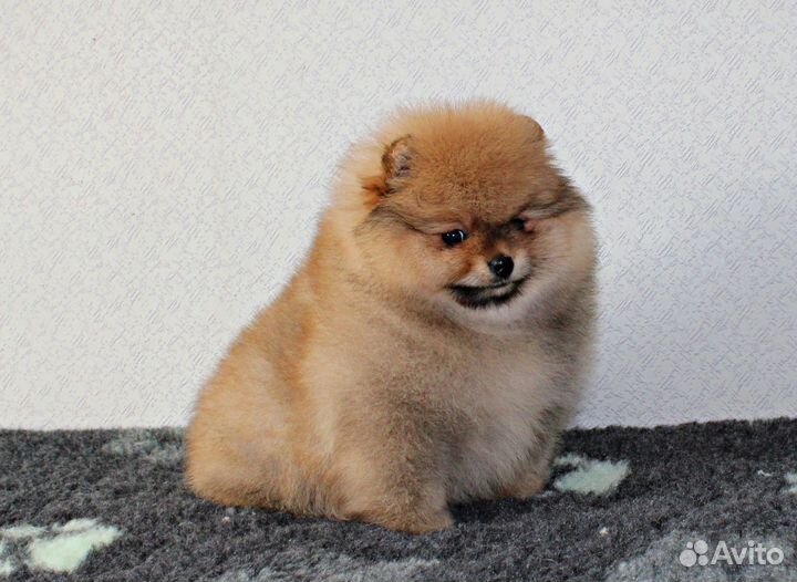 Померанский шпиц девочка