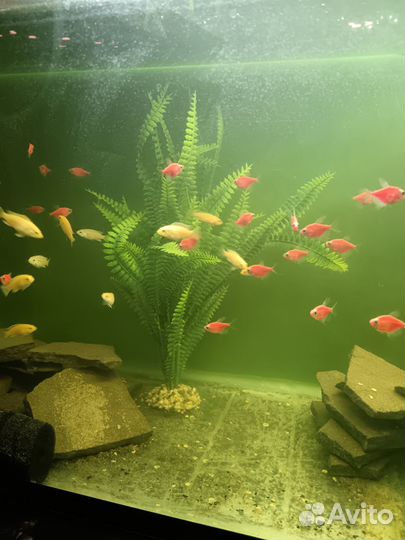 Аквариумные рыбки
