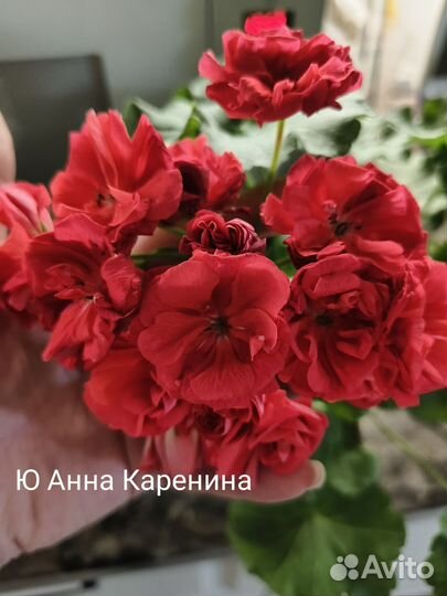 Пеларгонии сортовые