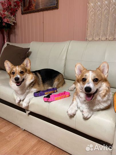 Ошейник с именным адресником