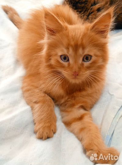 Два котенка. Мальчики. Папа мейн кун