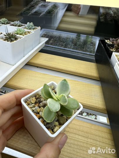 Суккуленты