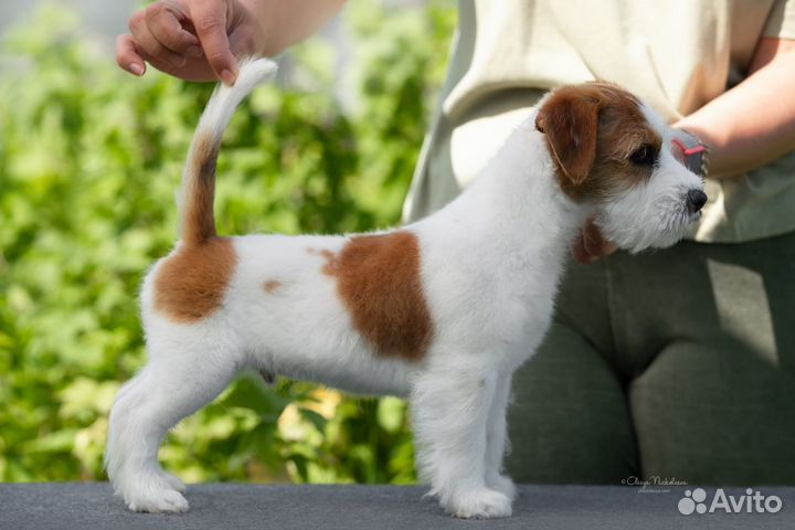 Джек Рассел терьер мс Ягер