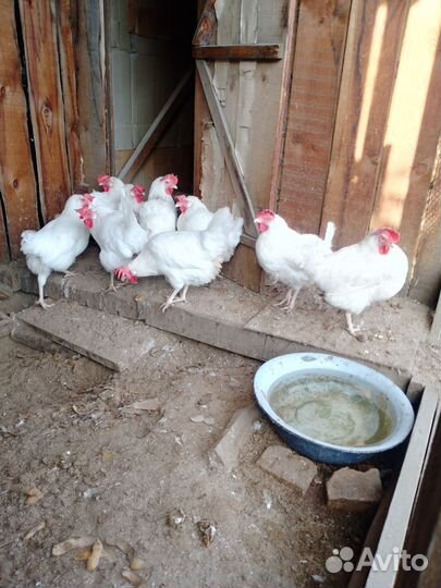 Куры несушки