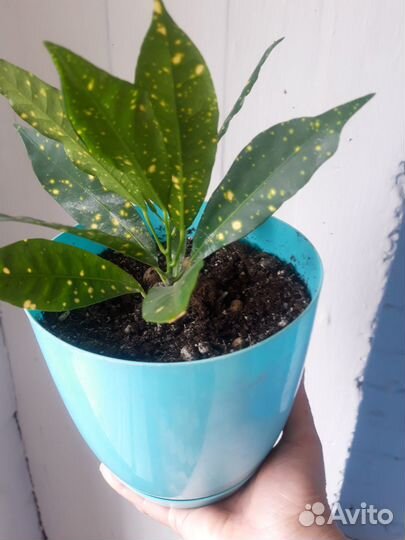 Комнатные растения