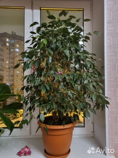 Фикус бенджамина