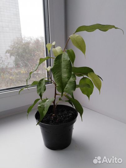 Фикус Бенджамина (сорт Даниель)