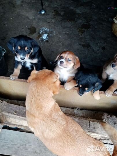 Щенки