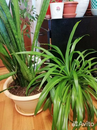 Комнатные растения одним лотом 12 штук