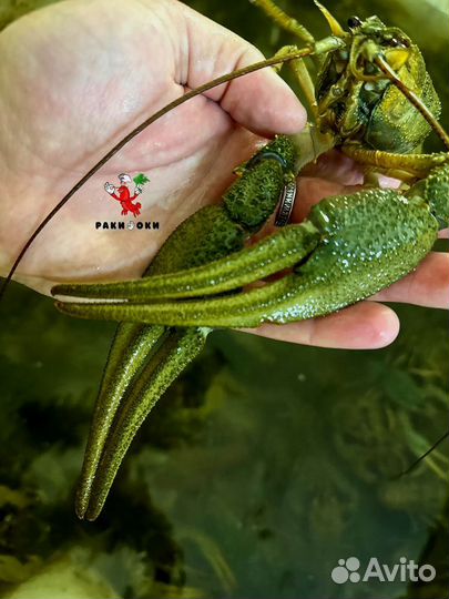 Раки, живые раки, раки с доставкой, дикий рак