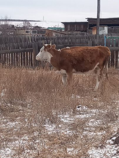 Корова стельная