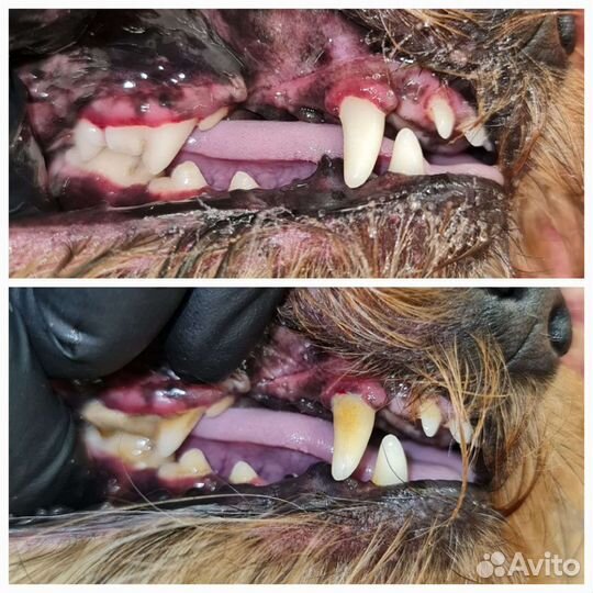 Ультразвуковая чистка зубов собакам