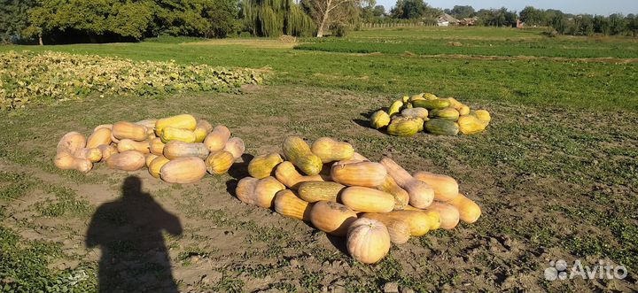 Продам тыкву витаминную