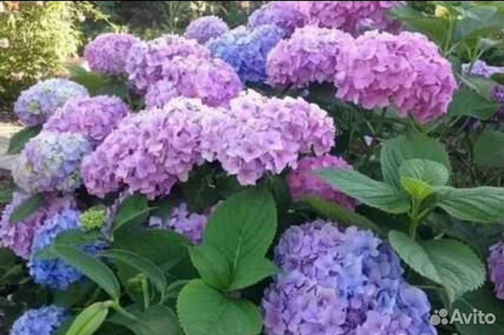 Лаванда, гортензия Лето