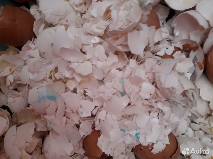 Яичная скорлупа