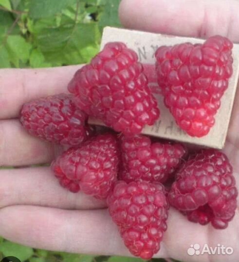 Саженцы ремонтантной малины