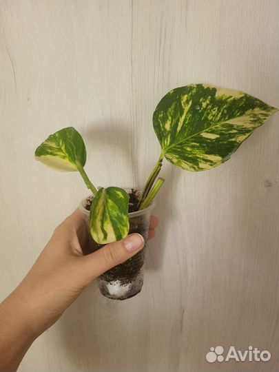 Эпипремнум пиннатум 'Голден флейм'