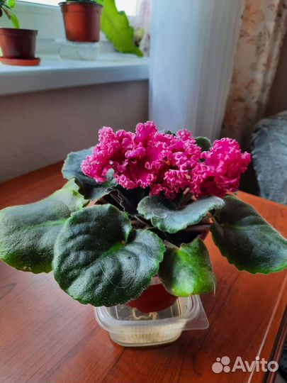 Фиалка, стрептокарпус