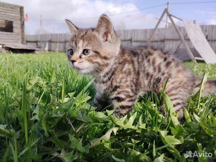 Котята девочка и мальчик