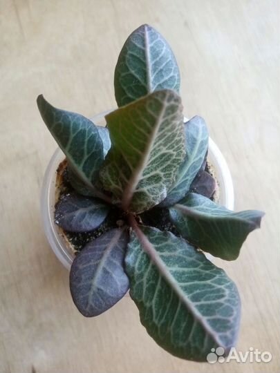 Молочай франкози (euphorbia francoisii)