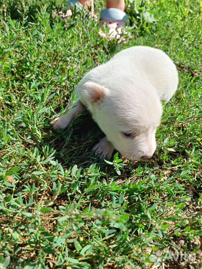 Щенок в дар