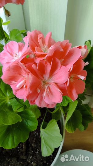 Пеларгония Mimi