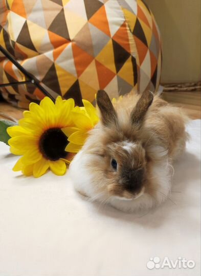 Декоративный кролик