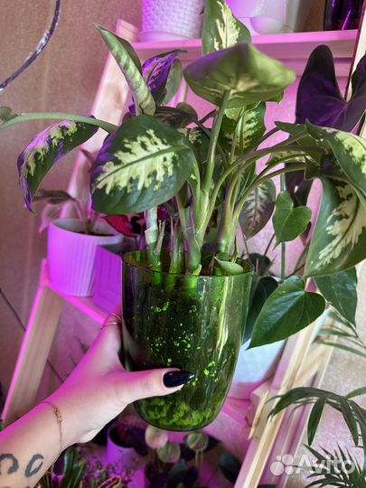 Фикусы, пальмы