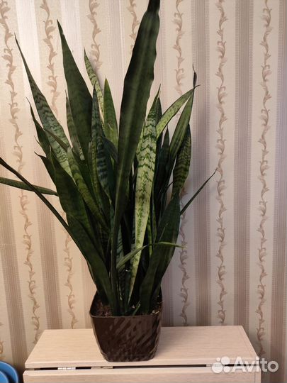 Сансевиерия