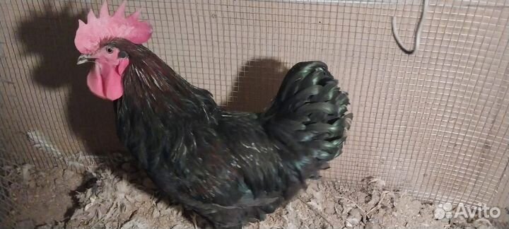 Продам петуха