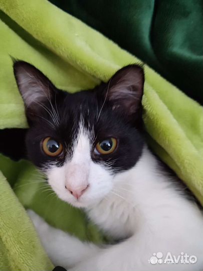 Кошка