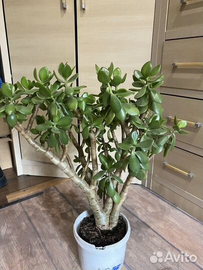 Денежное дерево толстянка