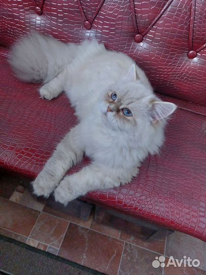 Шотландский прямоухий кот,на вязку