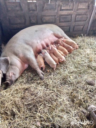 Поросята породы Дюрок, есть на мясо живым весом