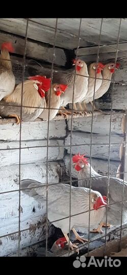 Леггорн Изабелла ия,цыплята