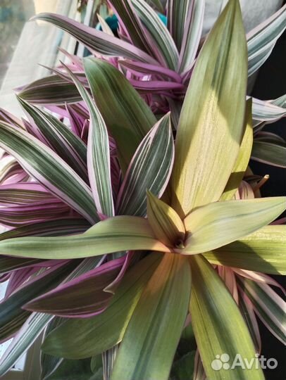 Рео, фиалка, хойи, колерия и другие растения